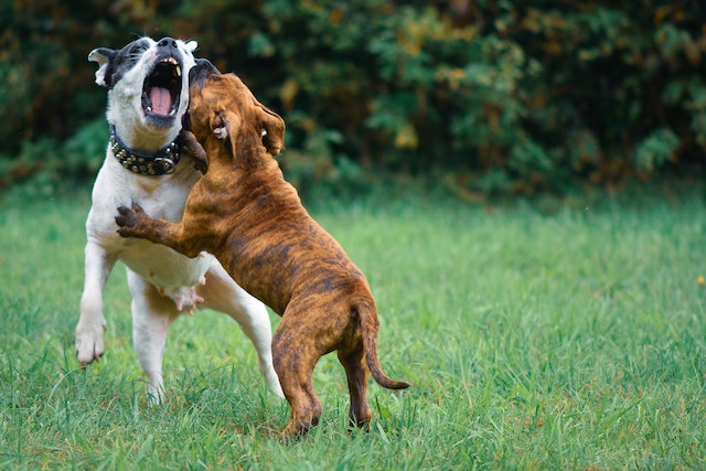 Two dogs are getting aggressive while playing in the grass.