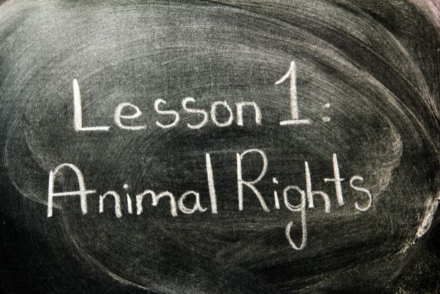 Animal rights written on a blackboard.