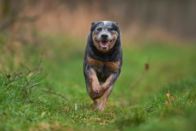 A happy Australian Cattle Dog running in a forest.