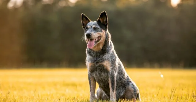 Australian Cattle Dog sitting in a grassy field.