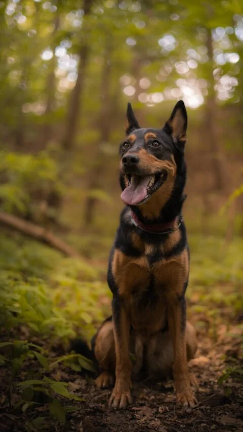A portrait of an Australian Kelpie that is sitting in a Forest.