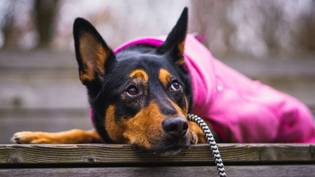 Close-up photo of an Australian Kelpie resting on a wooden bench.