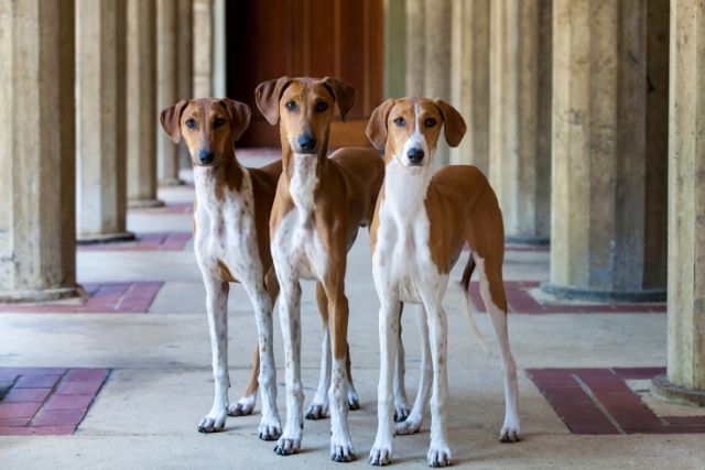 Three Azawakh dog standing together.