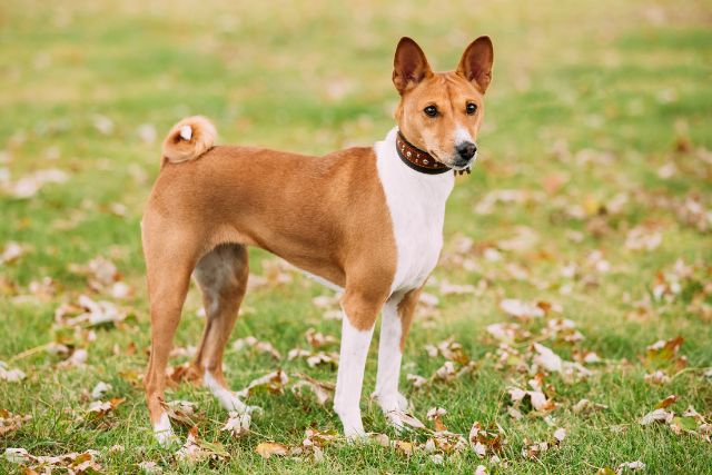 Basenji dog breed standing on grass field outdoors.