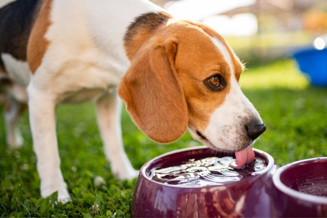 A beagle drinking out of his dog bowl.