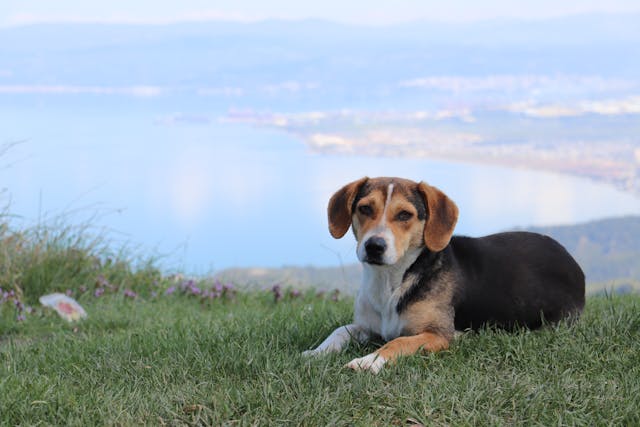 Beagle lying on a hill overlooking a shore.