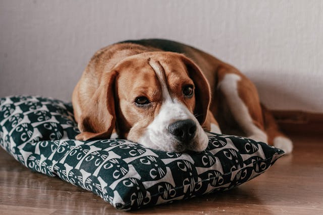 Brown and white beagle lying on a pillow.