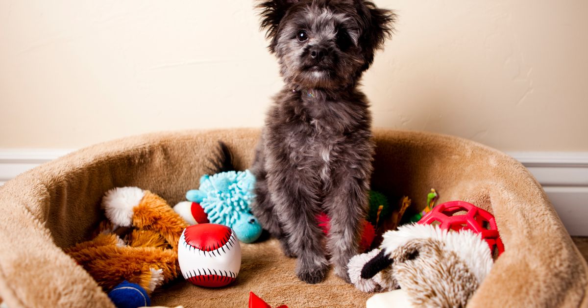 A spoiled puppy with its bed full of dog toys.