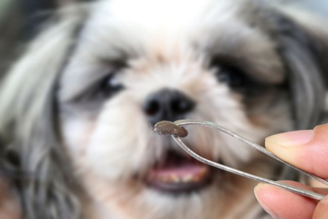 A tick removed from a dog using a tweezer.