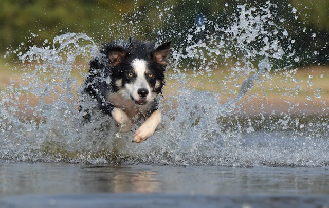 A Border Collie dashing through a body of water.