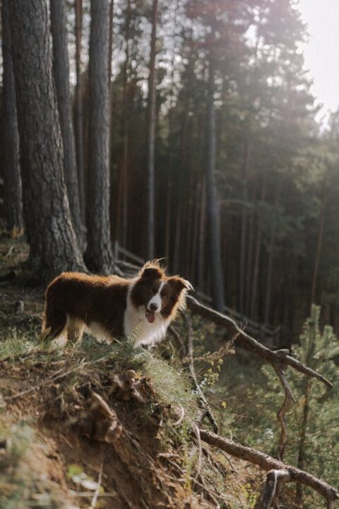 A hiking border collie in a forest.