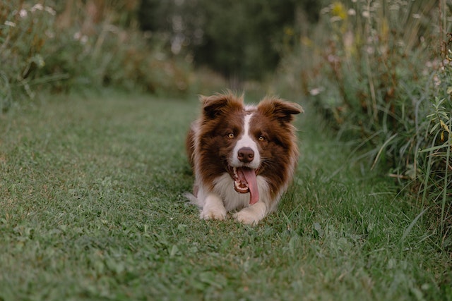 A border collie lying in a grass path.