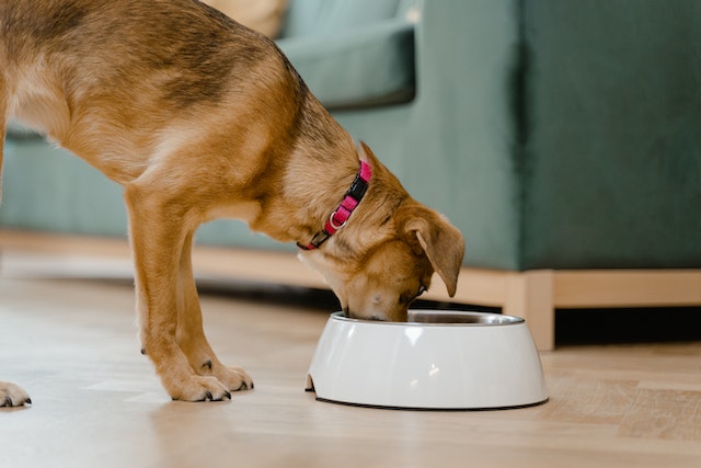 A little brown dog eating on its bowl.