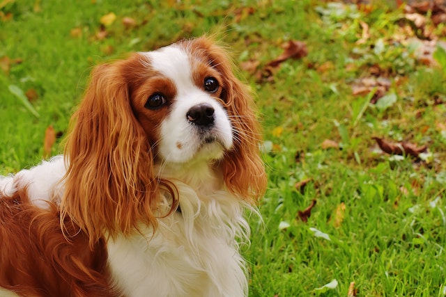 A Cavalier King Charles Spaniel on a grass field.