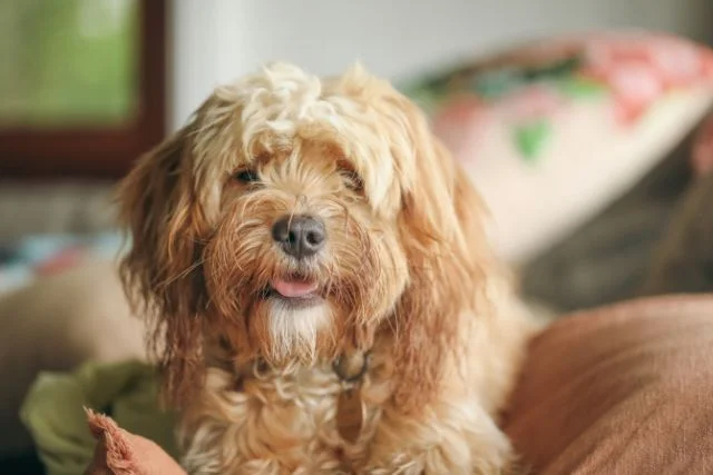 A young cavoodle lying on a sofa.