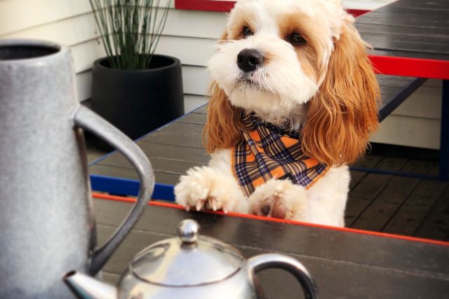 A well-groomed cavoodle in a cafe.