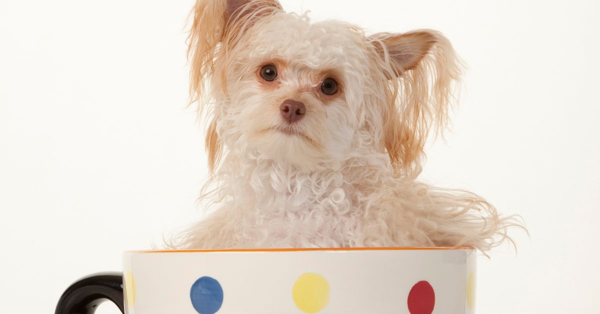 Tiny tea cup designer dog.