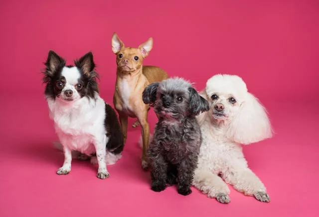 Different puppy breeds posing for a camera.