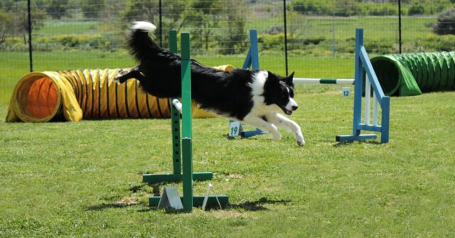 A Border Collie jumping through obstacles in an agility course.