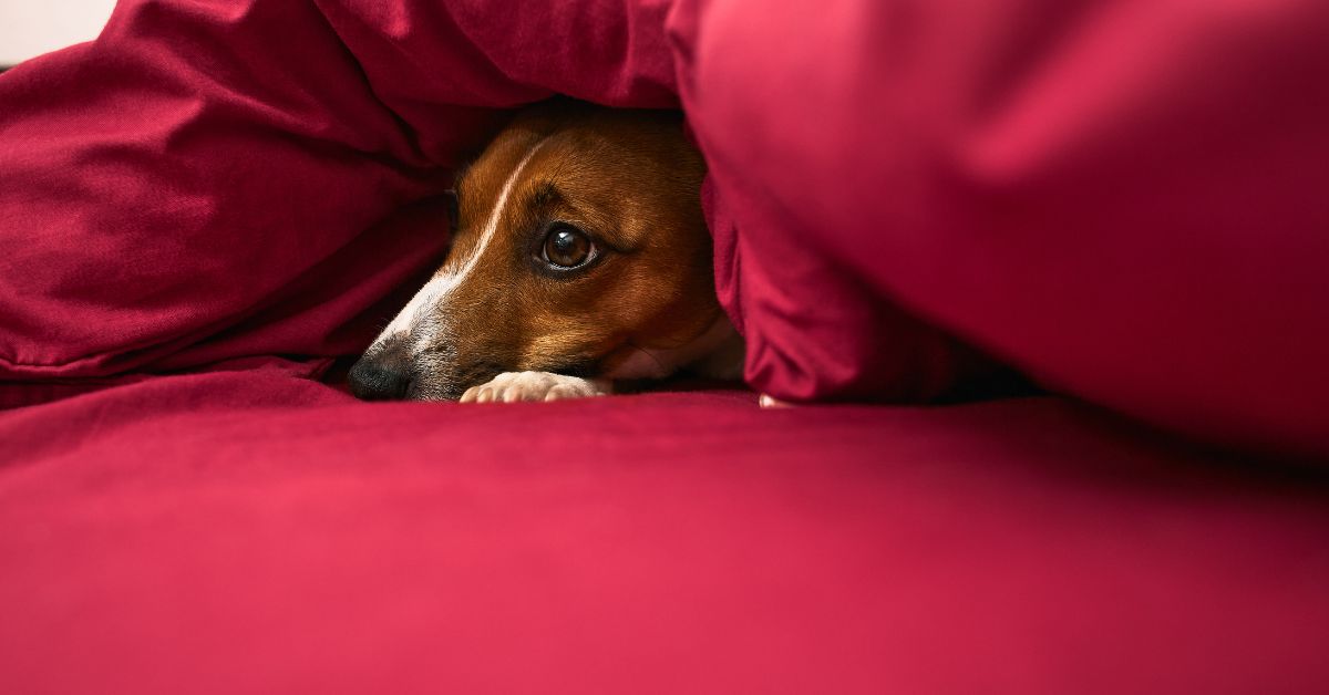 A dog having an anxiety attack hiding under covers.