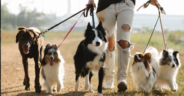 A woman walking different breed of dogs in leashes.