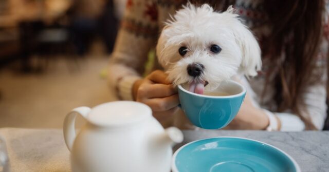 A cute dog in a cafe drinking a pupicinno.