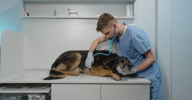 A sick dog is being checked by a veterinarian.