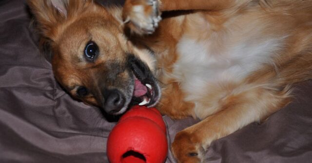 A dog happily playing with its chew toy.
