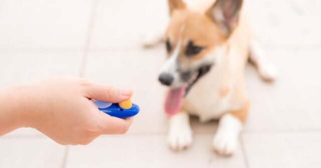 An obedient training method for dogs using a clicker.
