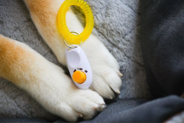 A clicker device used in dog training.