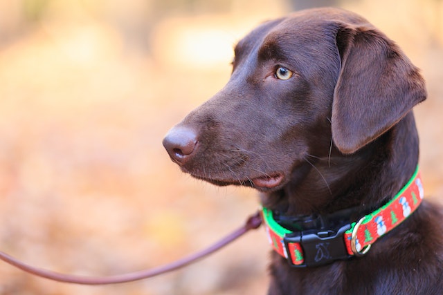 A brown dog wearing a choke collar leash.
