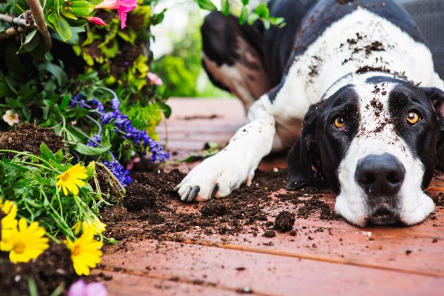 Dog digging flower plants in a garden.