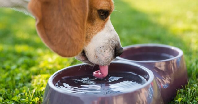 A beagle dog drinking water in the outdoors.