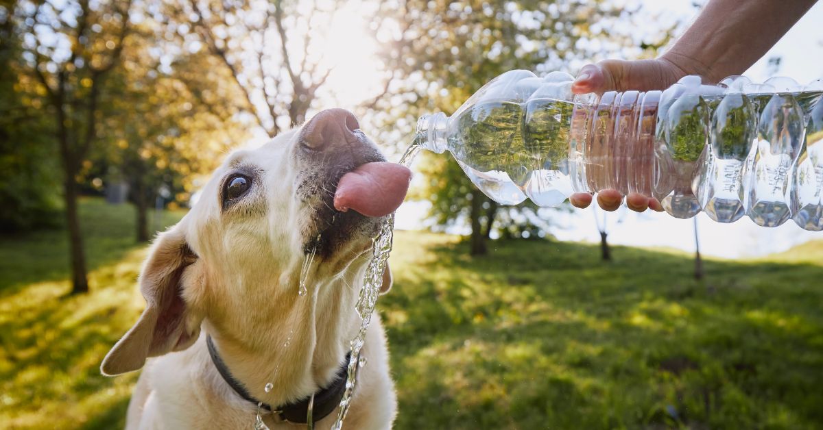 A dog in the outdoors drinking water from a bottle.