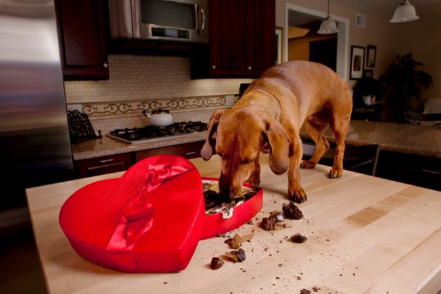 A dog eating valentines chocolate on a counter.