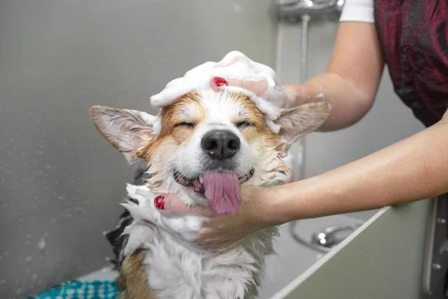 A smiling dog while having a bath at the groomers.