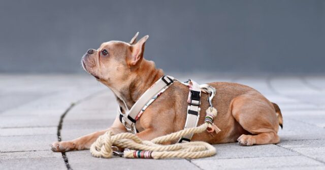 A french bulldog wearing a dog harness resting during a walk.