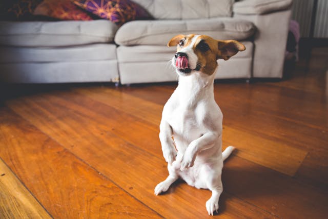A Jack Russell Terrier puppy waiting for a treat from learning tricks.
