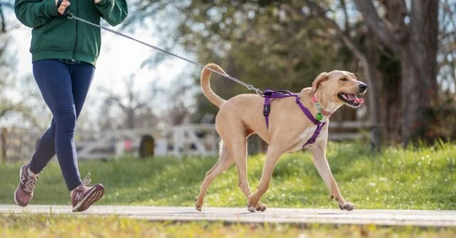 Dog on leash is running with its owner.