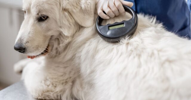 A vet checking the microchip implant on a white dog.