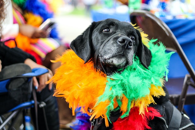 A black dog wearing a fur in a dog parade.