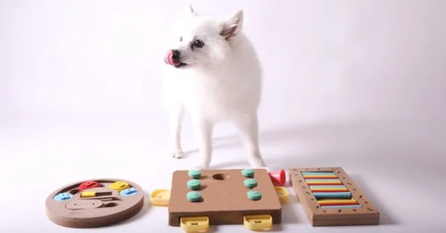 Different puzzle games for dogs and puppies.