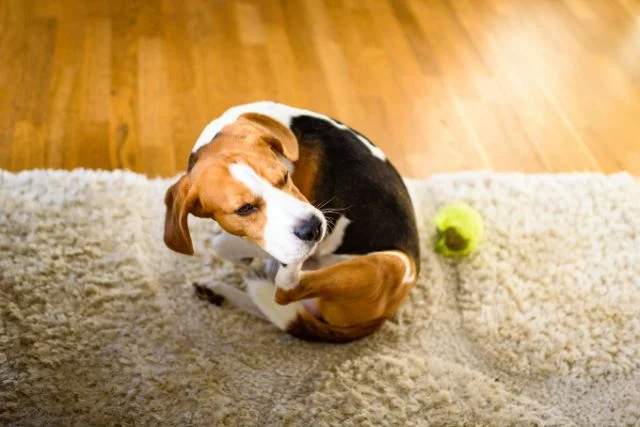 A dog scratching its body on a carpet.