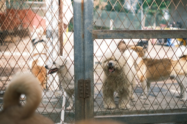 Different breeds of dog in a shelter.