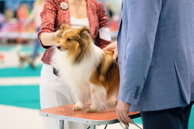 A judge examining a dog upclose in a show.
