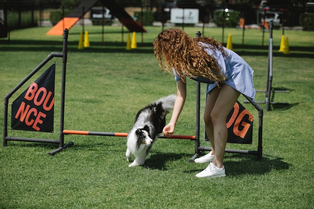 Professional dog training in a sports field.