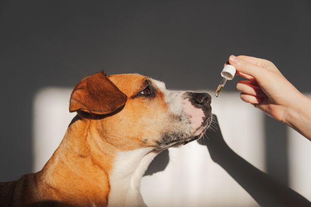 Dog taking supplement from a medicine dropper.