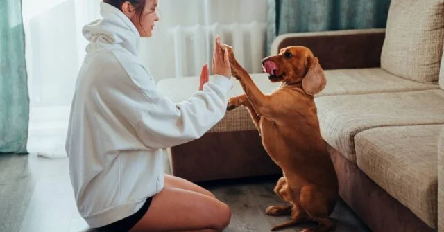 A woman training its dog inside a house.
