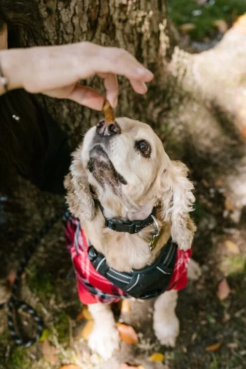 Cavalier King Charles Spaniel waiting for a treat while learning basic tricks.