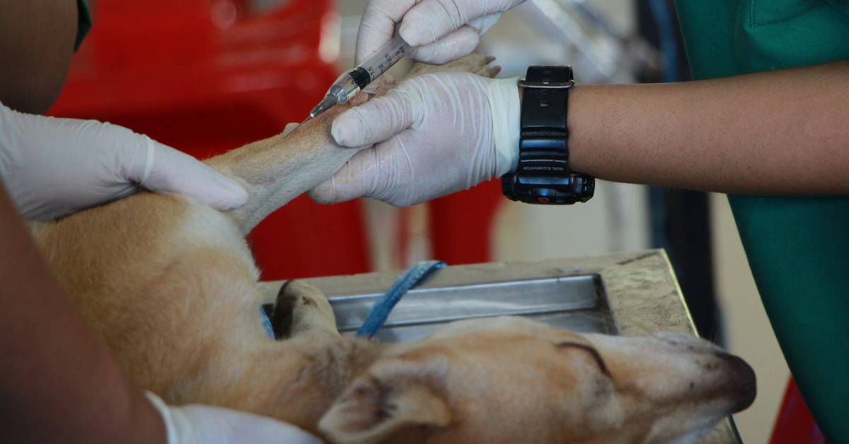 A vet injecting a dog before operation.